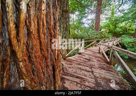 Rinde Detail von Redwood Baum neben Holz zu Fuß Brücke über den Bach Stockfoto