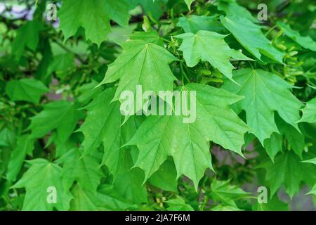 Frische grüne Ahornblätter auf dem Baum. Frühlingserneuerung der Natur. Stockfoto