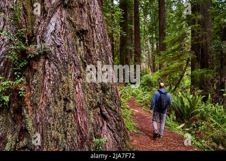Wanderer auf dem Weg mit riesigen Redwood-Baum für die Perspektive Stockfoto