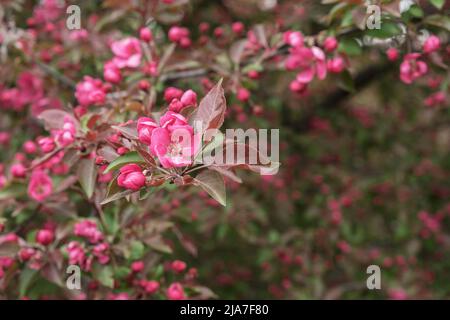 Rosa Krabbenapfelblüten auf dem Baumzweig im Frühling. Dekorativer Apfelbaum mit rosa Blüten. Stockfoto