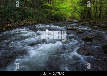 Frühling im Tremont-Abschnitt des Great Smoky Mountains-Nationalparks in Tennessee Stockfoto