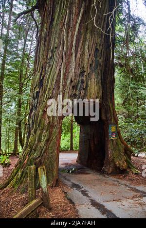 Ein Redwood-Baum, durch den Sie Ihr Auto fahren können Stockfoto