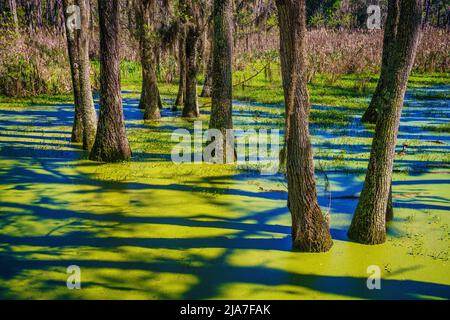 Zypressensumpf vor Charleston, South Carolina Stockfoto