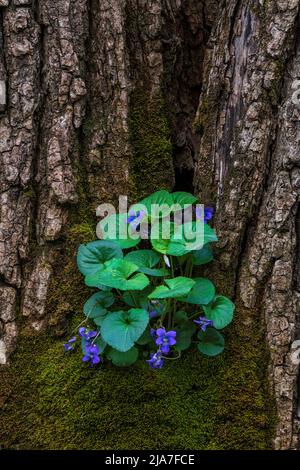 Das gemeine Blauviolett (Viola sororia) wächst im Gruß eines moosbedeckten Baumes entlang der Straße, die in den Tremont-Abschnitt der Great Smoky Mountains führt Stockfoto