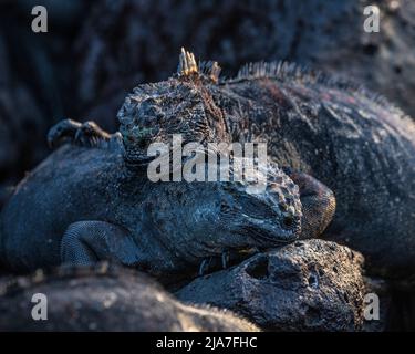 Marine-Leguan auf Santa Cruz auf den Galápagos-Inseln von Ecuador Stockfoto