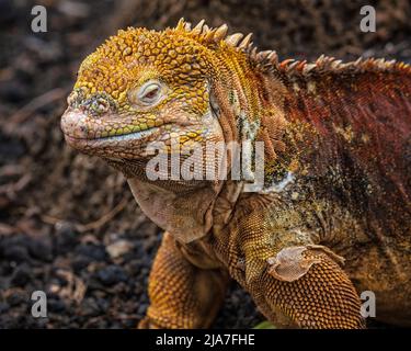 Galapagos Land Iguana (Conolophus Subcristatus) Essen stachelige Birnenfrucht an der Charles-Darwin-Center in Puerto Ayora Stockfoto