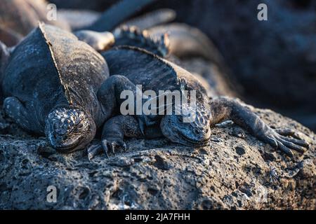 Marine-Leguan auf Santa Cruz auf den Galápagos-Inseln von Ecuador Stockfoto