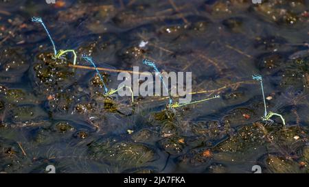 Britische Tierwelt - 28. Mai 2022: Eine Ansammlung von azurblauen Damselfliegen (Coenagrion puella), die Eier legen (ovipositing), wobei die Männchen die Weibchen in einem flachen Teich führen und schützen, Otley, West Yorkshire, England Credit: Rebecca Cole/Alamy Live News Stockfoto