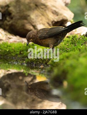 Eine junge Amsel, die an der Seite eines Teiches mit Spiegelung, Moos und Steinen trinkt und auf Nahrungssuche ist Stockfoto