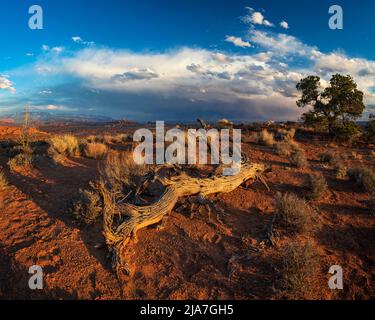 Die La Sal Mountains vom Arches National Park in Utah aus gesehen Stockfoto