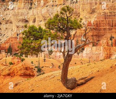 Farbenfrohe Hoodoos im Bryce Canyon National Park in Utah Stockfoto