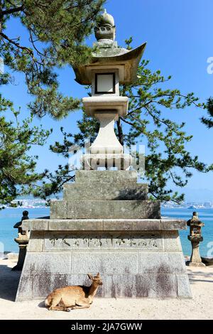 Japan. Miyajima. Hiroshima. Ein Hirsch am Itsukushima-Schrein Stockfoto