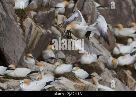 Gannet (Morus bassanus) trägt Nistmaterial und kehrt zur Brutkolonie auf der Great Saltee Island vor der irischen Küste zurück. Stockfoto