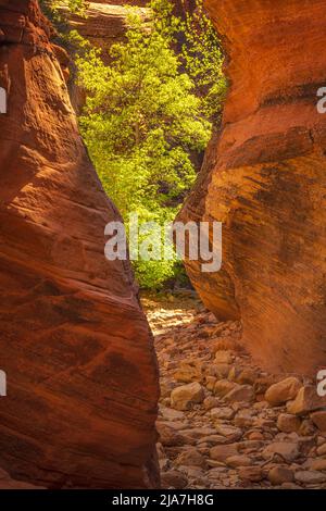 Slot Canyons glühen im Zion National Park, Utah Stockfoto