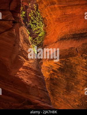 Slot Canyons glühen im Zion National Park, Utah Stockfoto