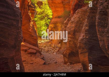 Slot Canyons glühen im Zion National Park, Utah Stockfoto