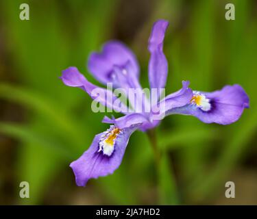 Crested Zwarf Iris in den Smoky Mountains von Tennessee Stockfoto