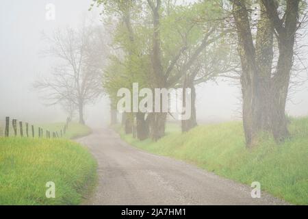 Nebliger Morgen auf der Hyatts Lane in Cades Cove Stockfoto