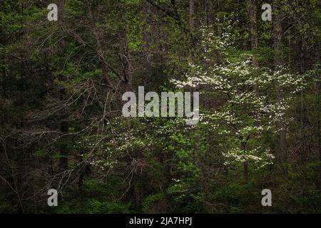 Spring Dogwoods im Great Smoky Mountain National Park Stockfoto