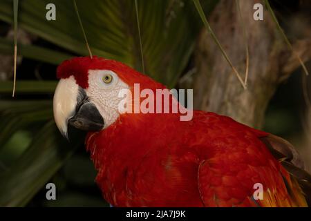 Porträt eines scharlachroten Aras, Ara macao, aus dem Regenwald des Amazonas. Stockfoto