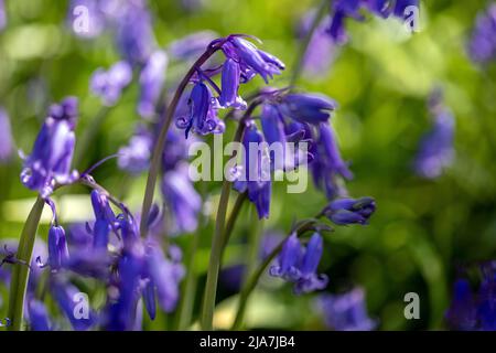 Glockenblumen Stockfoto