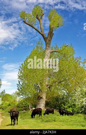 PORT MEADOW OXFORD RINDER GRASEN UNTER EINEM GROSSEN POLLENBAUM AM FLUSSUFER IM FRÜHJAHR Stockfoto