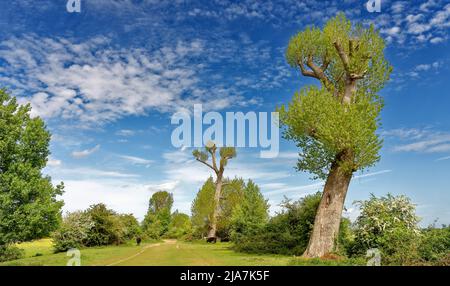 PORT MEADOW OXFORD RINDER GRASEN UNTER GROSSEN POLLENBÄUMEN AM FLUSSUFER IM FRÜHJAHR Stockfoto