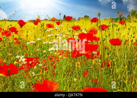 Schöne gelb reife Landwirtschaft Sommerfeld, roten Mais Mohn (Papaver rhoeas) und weißen Kamillenblüten, Sonnenstrahlen, blauer Himmel - Deutschland Stockfoto