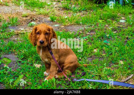 Drei Monate alter englischer Cocker Spaniel auf einer grünen Frühlingswiese Stockfoto