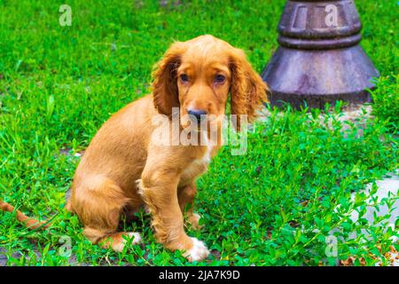 Drei Monate alter englischer Cocker Spaniel auf einer grünen Frühlingswiese Stockfoto
