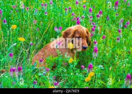 Drei Monate alter englischer Cocker Spaniel auf einer grünen Frühlingswiese Stockfoto