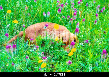 Drei Monate alter englischer Cocker Spaniel auf einer grünen Frühlingswiese Stockfoto