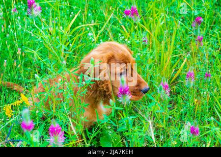 Drei Monate alter englischer Cocker Spaniel auf einer grünen Frühlingswiese Stockfoto