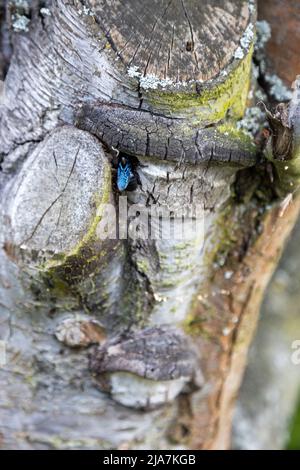 Eine wunderschöne blaue Holzbiene arbeitet am Stamm eines alten Baumes. Stockfoto