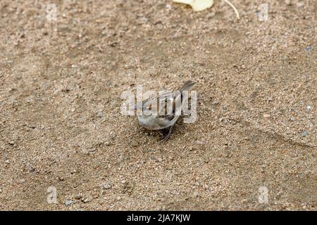 Spatzen tummeln sich im Sommer im Sand Stockfoto