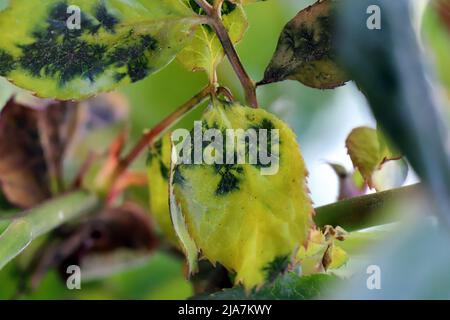 Schwarzer Fleck, Diplocarpon rosae, eine Pilzerkrankung auf Rosenblättern. Stockfoto