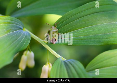 Gemeinsamen Schild Bug; Palomena Prasina; auf einem Blatt Stockfoto