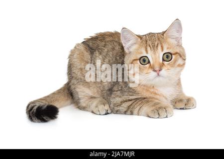 Schottisch gestreiftes Kätzchen mit grünen Augen. Das Kätzchen ist drei Monate alt, Seitenansicht, isoliert auf weißem Hintergrund. Stockfoto