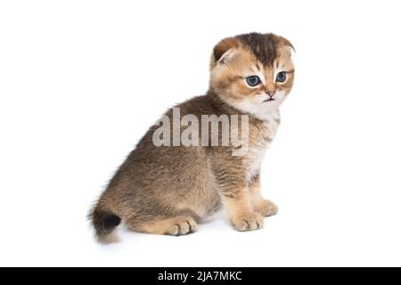 Schottisch gestreiftes Kätzchen mit blauen Augen. Das Kätzchen ist einen Monat alt, Seitenansicht, isoliert auf weißem Hintergrund. Stockfoto