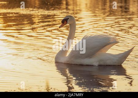 Ein männlicher erwachsener Schwan (Cygnus olor) überraschte in der goldenen Stunde des Abends mit einem Pfund. Foto vom 27.. Mai 2022, auf einem Pfund in der Nähe von Timisoara, Ti Stockfoto