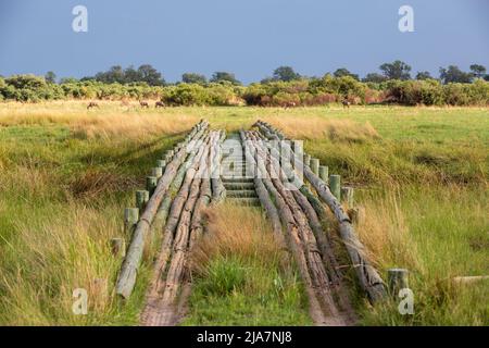 Safari-Brücke über Botswanas Okavango-Delta im Moremi Game Reserve Stockfoto