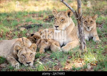 Der Stolz der Löwen auf das Grasland des Okavango-Deltas