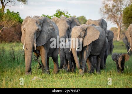 Elefanten aus dem Okavango-Delta-Grasland, Botswana Stockfoto