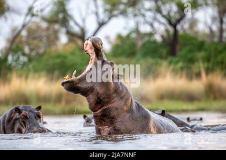 Flusspferde des Okavango-Deltas von Botswana Stockfoto