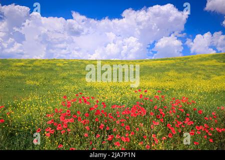 Frühling: Mohnblumen in einem Feld von gelben Wildblumen in Apulien, Italien. Frühmorgens färbt sich der Frühling auf dem Land. Stockfoto