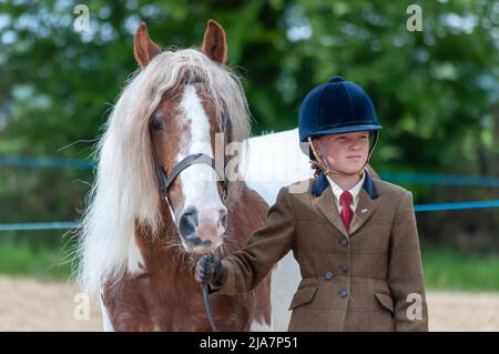 Lesmahagow, Schottland, Großbritannien. 28.. Mai 2022. Pferde und Ponys, die auf der Landwirtschafts-Ausstellung in Lesmahagow urteilen, da sie nach einer zweijährigen Abwesenheit aufgrund der Covid-19-Pandemie zurückkehren wird. Diese Veranstaltung ist seit 1807 ein jährliches Ereignis und feiert die Fähigkeiten der lokalen Bevölkerung und umfasst Viehvorführung, Schafhundversuche, Schafsschurerei, Tauziehen, Pferde- und Pony-Beurteilung und eine Oldtimer-Traktorparade. Kredit: Skully/Alamy Live Nachrichten Stockfoto