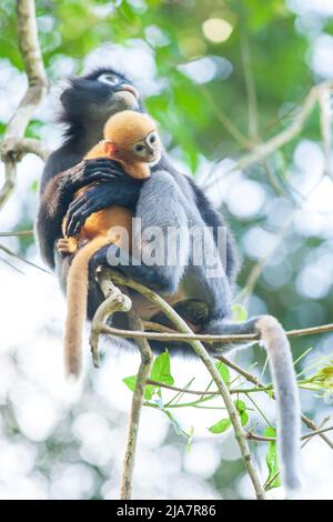 Mutter eines dunkelblättrigen Affen oder einer Brillenlangur, die ein Neugeborenes auf dem Baumkronen des tropischen Waldes hält. Koh Wua Ta Lup Islands, Mu Ko Ang Thong Nationalpark. Stockfoto