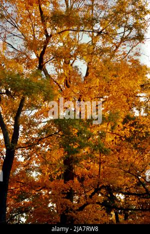 Herbstfarben in Mt. Kisco im Westchester County, NY, 1980 Stockfoto