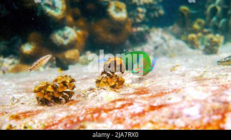 Unterwasserfoto eines wunderschönen Sonnenuntergangs-Wrasses, der zwischen Korallenriffen in der Andamanensee schwimmt. Kleine tropische Meeresfische beim Schnorcheln oder Tauchen auf tropischen Stockfoto