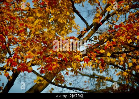 Herbstfarben in Mt. Kisco im Westchester County, NY, 1980 Stockfoto